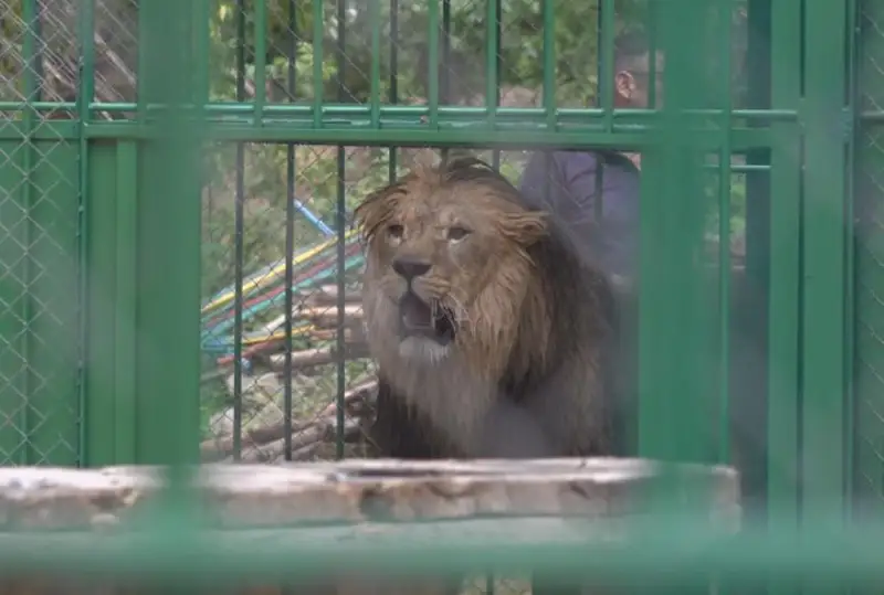 Львы появились в биоцентре Семея