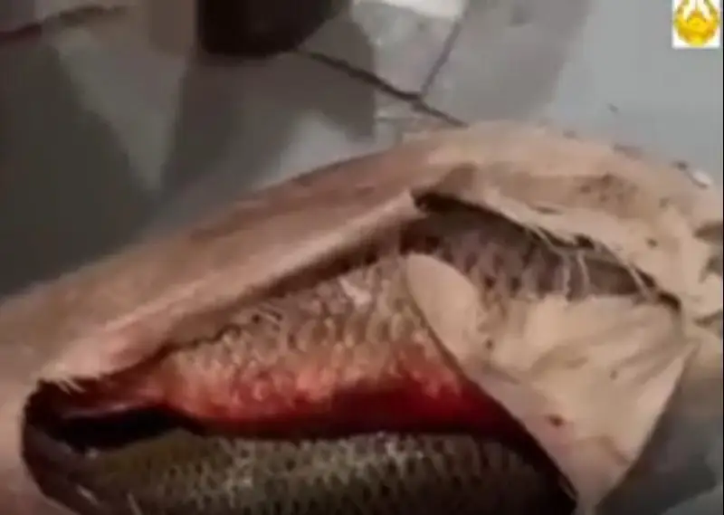 Более 250 кг рыбы частиковых пород изъяли у жителя Атырау