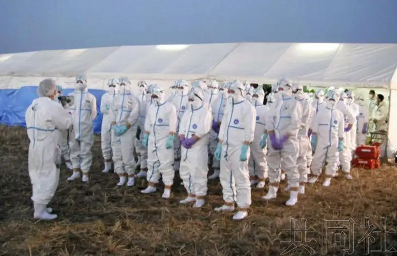 日本本季因禽流感已扑杀逾1000万只鸡