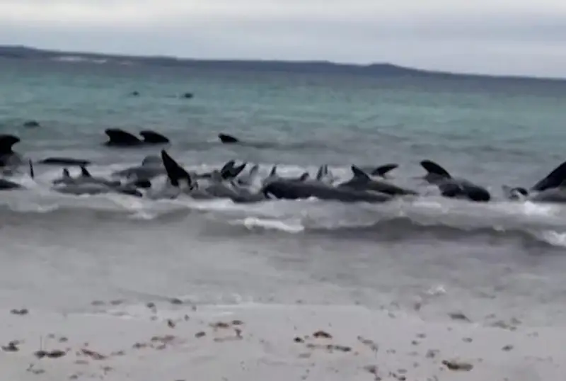 Около 70 черных дельфинов выбросило на пляж в Австралии