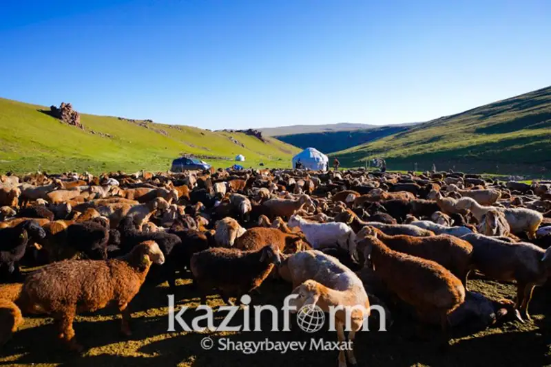 استانادا قوي سانى 40 پايىزعا ءوستى، الماتىدا كەرىسىنشە ازايعان