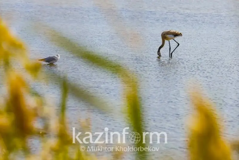 Более 32 млрд тенге требуется для укрепления материально-технической базы республиканских природоохранных организаций