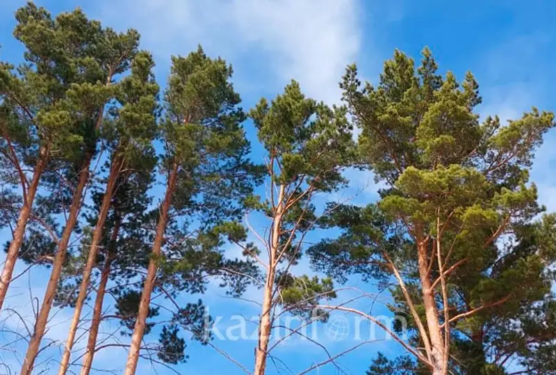 ورتكە ورانعان «سەمەي ورمانى» جايلى نە بىلەمىز