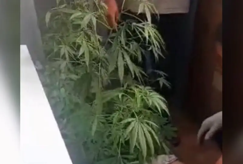 Коноплю выращивал на балконе житель Актюбинской области