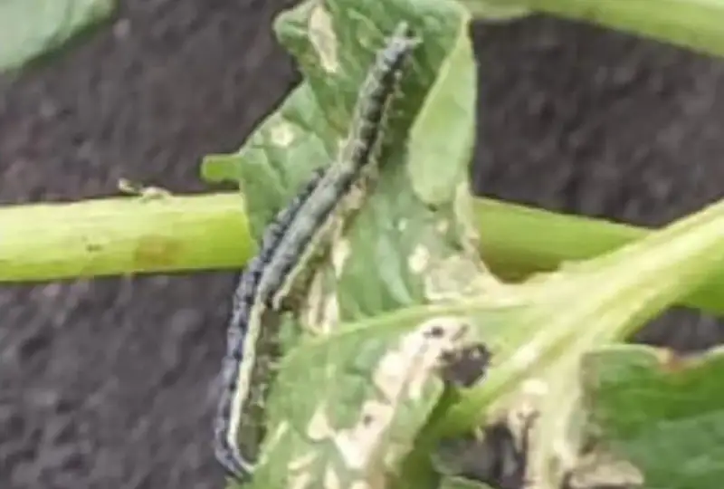 Нашествие гусениц испугало жителей СКО