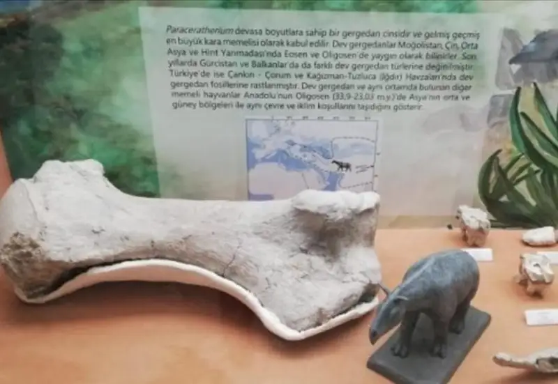 تۇركيادا 28 ميلليون جىل بۇرىن تىرشىلىك ەتكەن ءمۇيىزتۇمسىقتىڭ سۇيەكتەرى تابىلدى