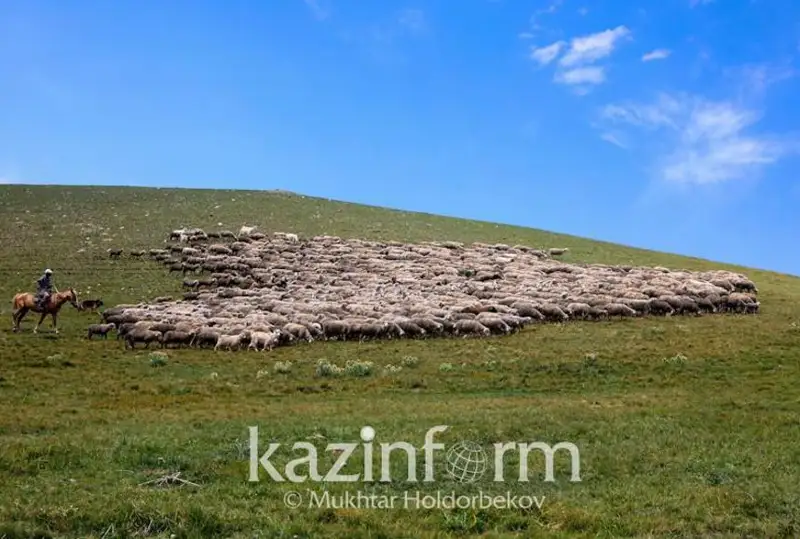 Шимолий Қозоғистон вилоятида чорва моллари ва экин майдонлари кўпаймоқда