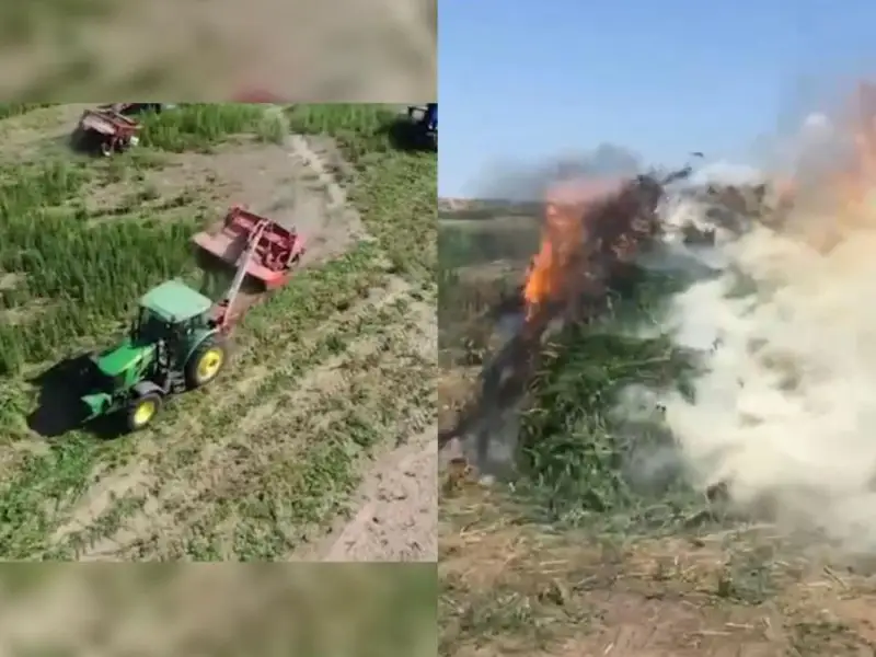 Свыше 20 тонн дикорастущей конопли сожгли в Жамбылской области