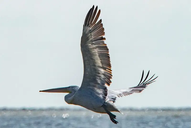 Фламинго, аисты и пеликаны. Природный резерват «Акжайык» становится популярным местом для туристов