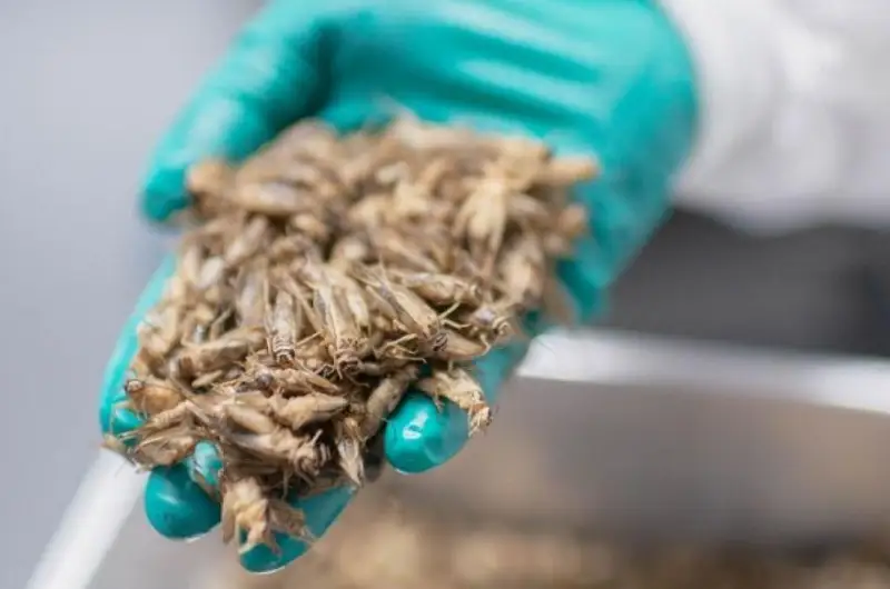 Қорачигирткадан тайёрланган макарон - Италияда мазали, аммо жуда қиммат таом ҳисобланади