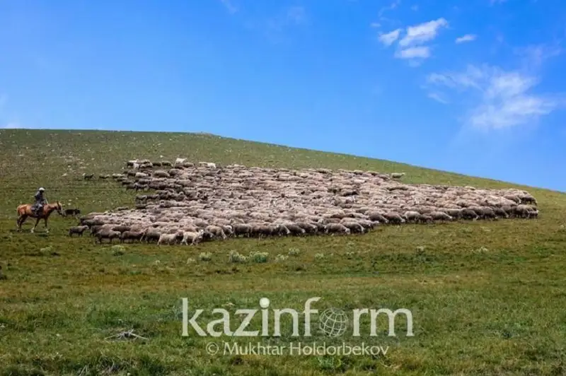 Состояние пастбищ в Мангистауской области улучшилось - глава Минсельхоза