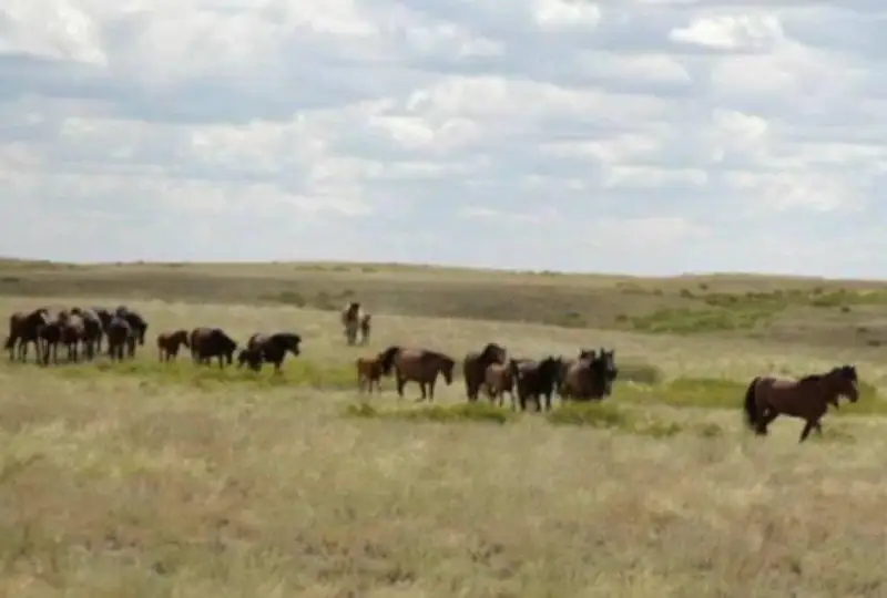 Двух барымтачей задержали полицейские области Улытау