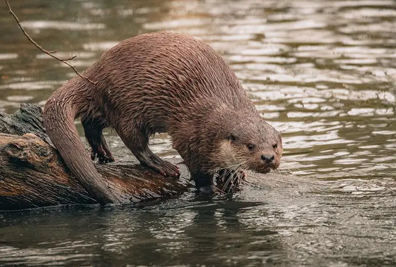 Выдра напала на трех женщин в Монтане
