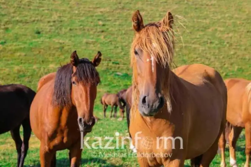قاراعاندىدا جىلقىدان ينفەكسيا انىقتالعان اۋىلدا كارانتين ەنگىزىلدى