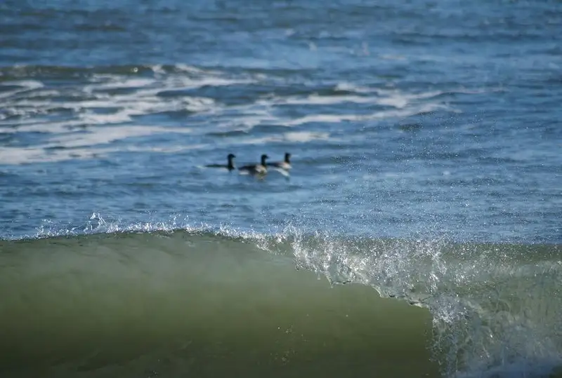 Ученые встревожены резким нагреванием мирового океана