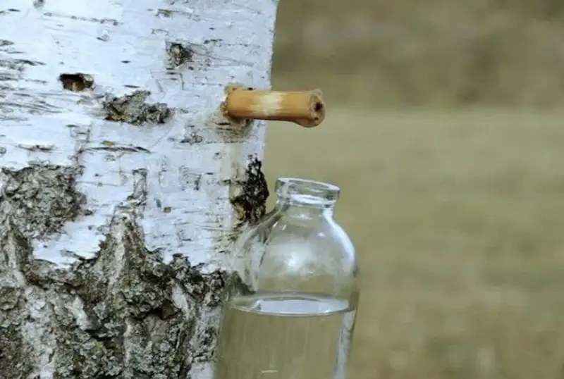 О штрафах за незаконную заготовку березового сока предупредили в СКО