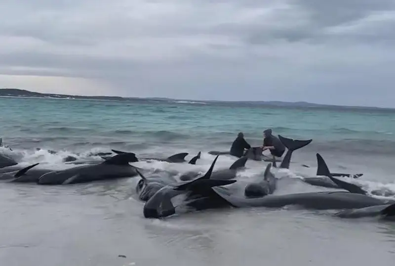 Австралиядаги пляжда 70 га яқин қора дельфинлар соҳилга чиқиб қолишди