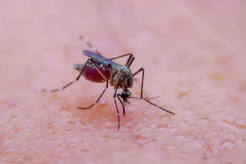 پاۆلوداردىڭ بيىلعى جازدى ماساسىز وتكەرىپ جاتقانى عالىمداردىڭ ارقاسى - وبلىس اكىمى