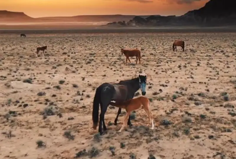 Aıraqty qorǵandar alqabynda túsirilgen vıdeo jeli qoldanýshylaryn súısintti