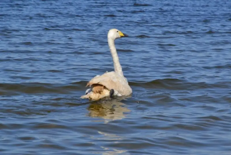 Спасенных лебедя и пеликана выпустили на волю в Бурабае