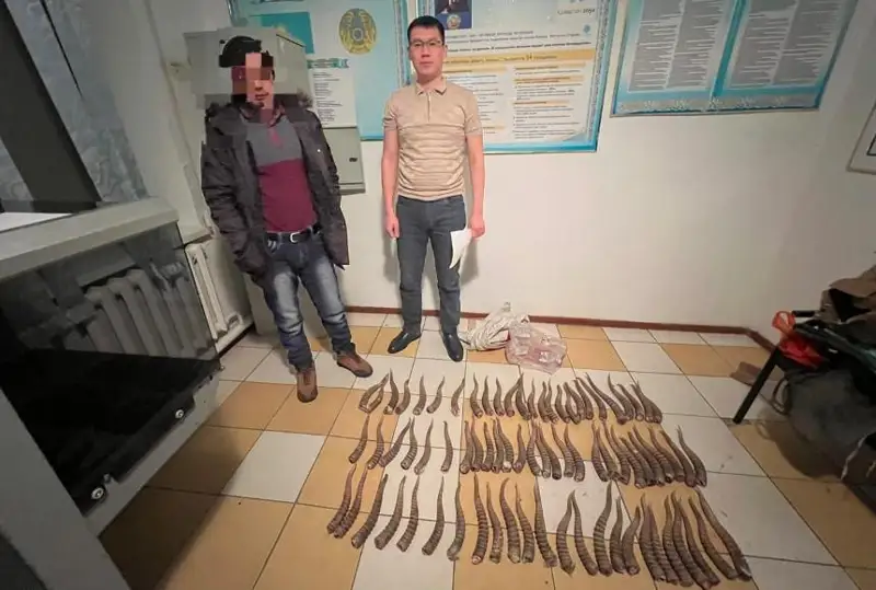 Рога сайги изъяли у сельчанина в Актюбинской области