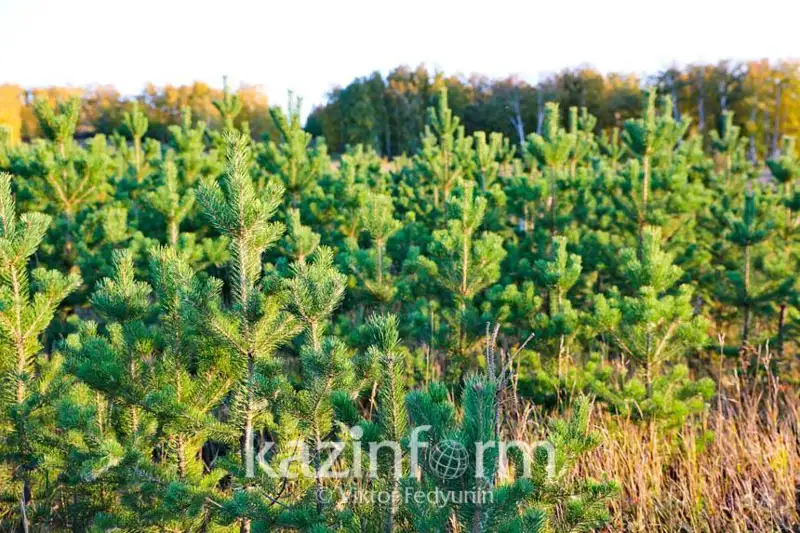 Лесные питомники будут реконструировать  в Костанайской области