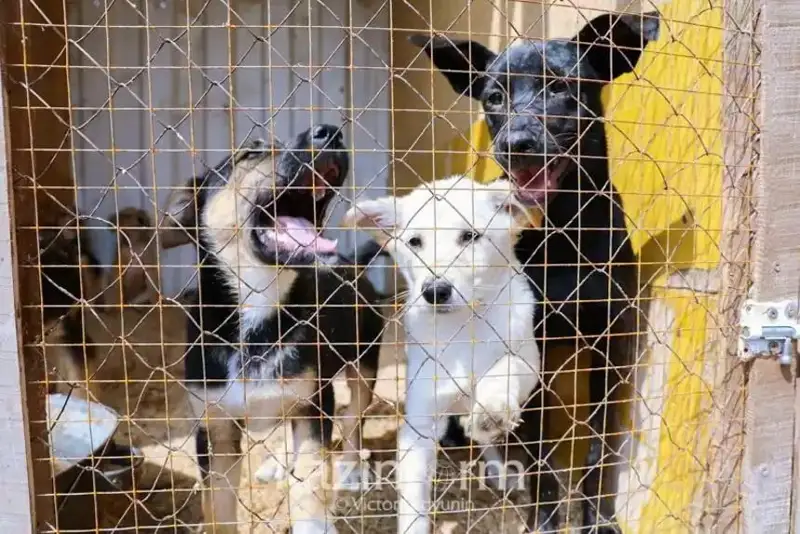 Открыть приюты для животных в каждом районе поручил аким СКО