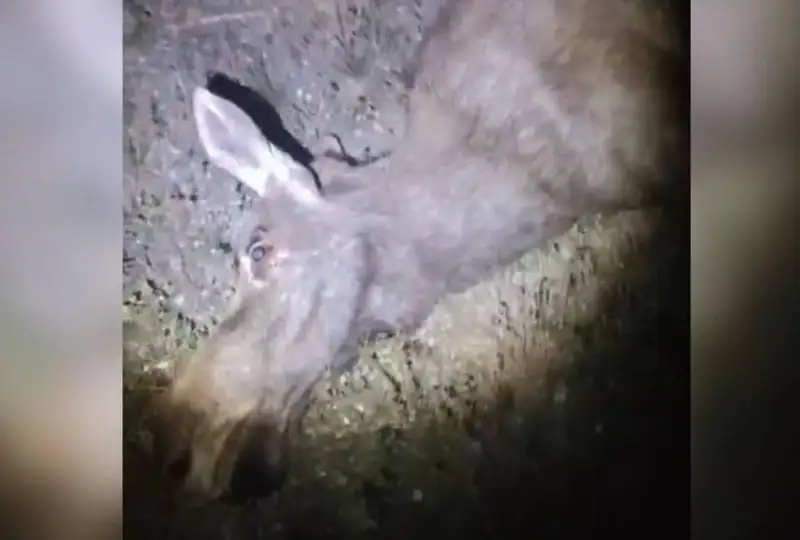 Автомашина столкнулась с лосем на трассе Астана–Петропавловск