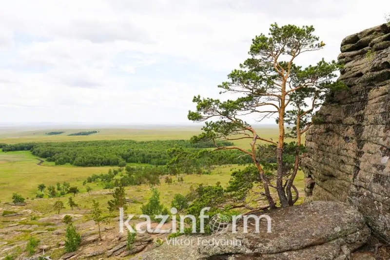 Цены на производимые субъектом госмонополии в области лесоустройства товары повысят в РК