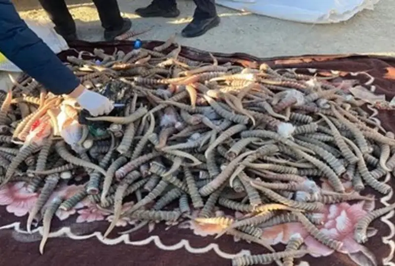 Mańǵystaýda aqbóken atqandar memleketke mıllıard teńge zalal keltirgen