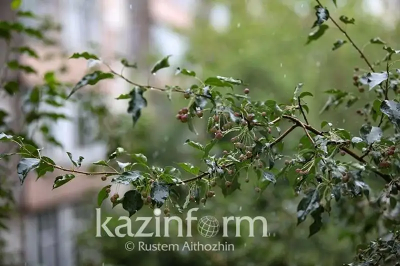 سەيسەنبىدە كۇن جاڭبىرلى بولادى، 8 وڭىردە ۇسىك جۇرەدى