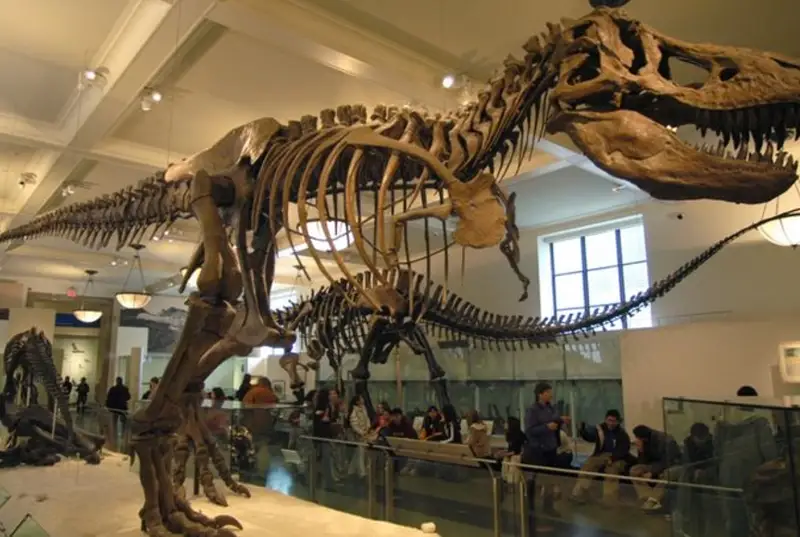 Cкелет динозавра Tirannosaurus Rex выставили на торги в Швейцарии