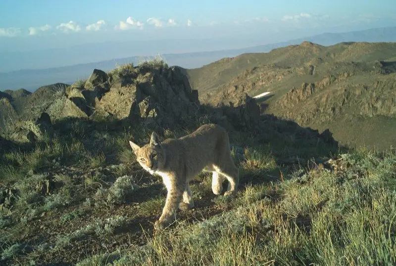 شارىن ۇلتتىق پاركىندە سىلەۋسىن فوتوتۇزاققا ءتۇسىپ قالدى - فوتو