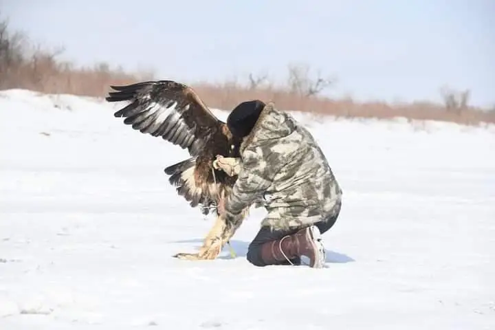 قۇسبەگىلەر چەمپيوناتىندا ارمانبەك كۇنتۋعان ۇلى «قاراشولاق» قىرانىمەن ەل چەمپيونى اتاندى
