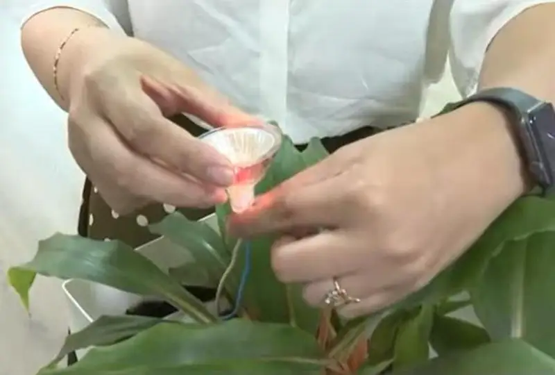 Способ получить электроэнергию из растений нашли ученые Шымкента