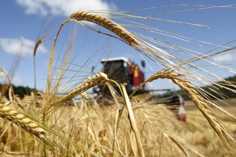 Жетису вилоятида ўрим-йиғим бошланди