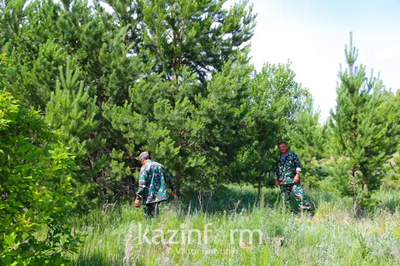 Нужно пересмотреть возраст выхода лесников на пенсию – эксперт