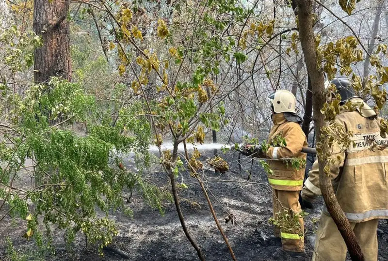 اباي وبلىسىنداعى ورمان ءورتى بويىنشا قىلمىستىق ءىس قوزعالدى - باس پروكۋراتۋرا