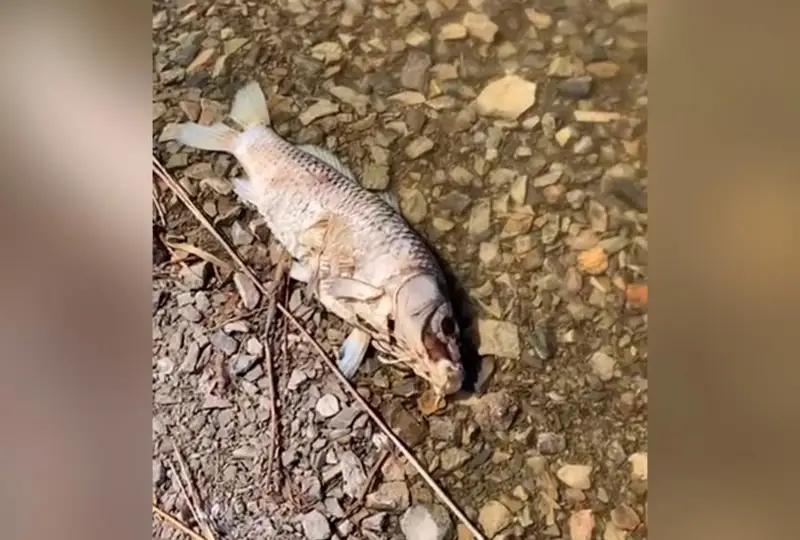 Массовый мор рыб произошел в Карагандинской области