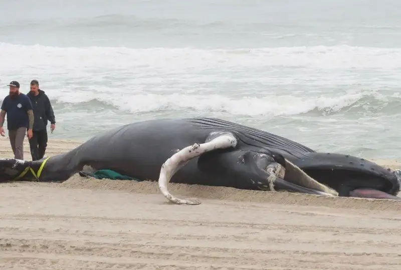 Перепись океана: ученые ищут новые виды рыб и морских животных
