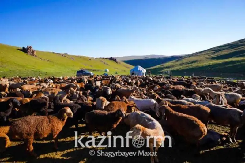 23 июндан бошлаб Қозоғистонда қорамол ва майда ҳайвонларни экспорт қилиш учун квота жорий этилади