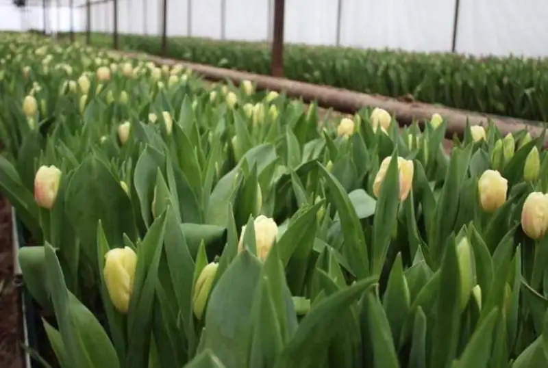 Туркистонлик деҳқонлар ўз гулларини байрам арафасида сотмоқдалар