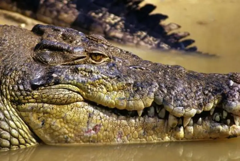 Останки пропавшего австралийского рыбака обнаружили внутри крокодила
