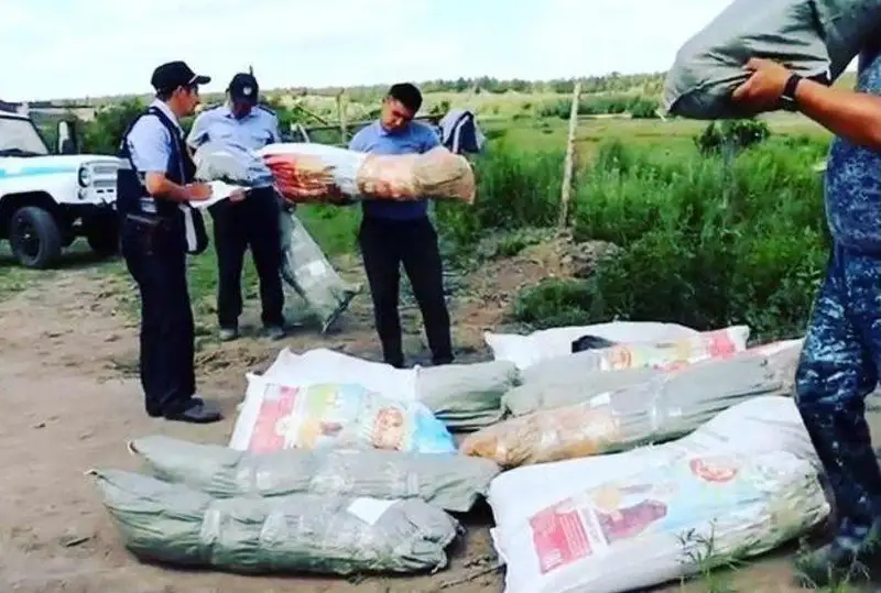 Abaı oblysynda esirtki alqabynan 4,8 myńnan astam qarasora butasy tárkilendi