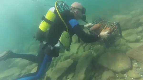 گرۋزيادا شاراپتى تەڭىز تۇبىندە ساقتايدى