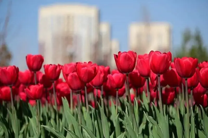 Shymkent kóshelerinde 1 mln jýyq gollandyq qyzǵaldaq ósip tur