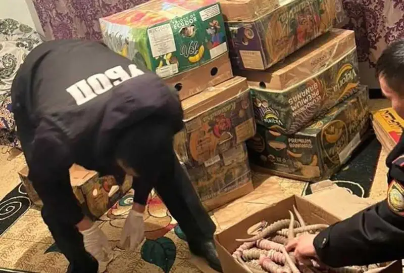 باتىس قازاقستاندىق پوليسەيلەر 2 مىڭنان استام كيىك ءمۇيىزىن تاركىلەدى