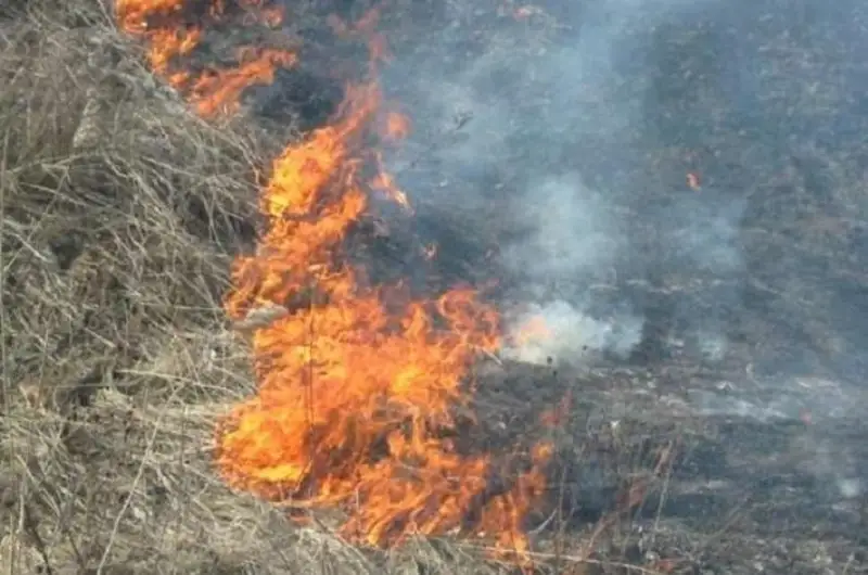 Жара в СКО: растет количество возгораний травостоя
