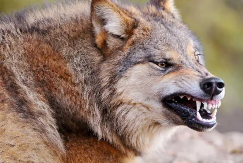 Óskemendegi zoobaqta balanyń saýsaǵyn qasqyr tistep aldy
