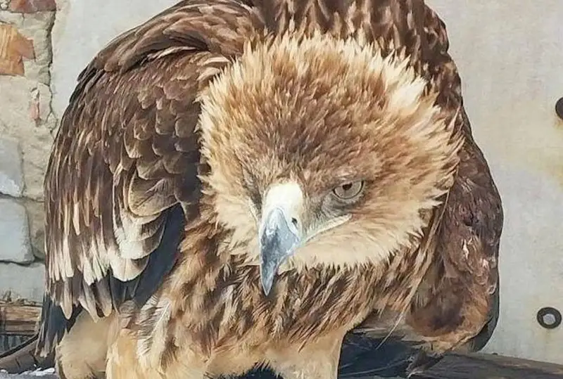 Zoobaq qabyldaýdan bas tartqan qusty óskemendik áıel úıinde asyrap otyr